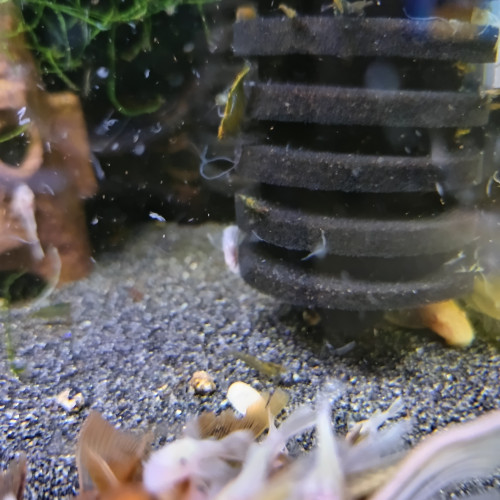 Crevettes Green tiger