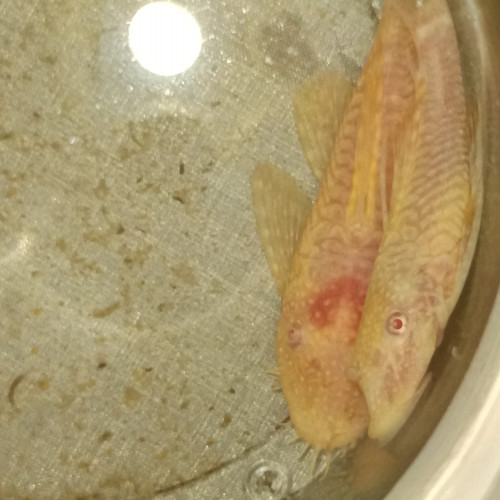 Ancistrus Gold albinos adultes