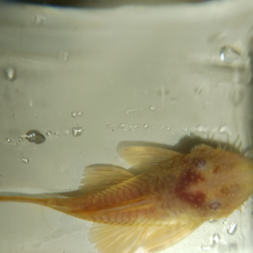 Ancistrus Gold albinos adultes