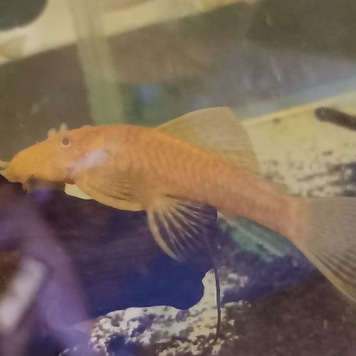 Ancistrus Gold albinos adultes
