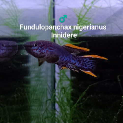 Trio  (s) ♀️♂️♀️  Fundulopanchax nigerianus innidere