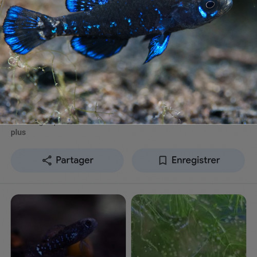 Recherche elassoma