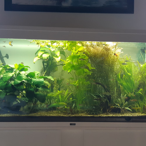 Plantes aquarium