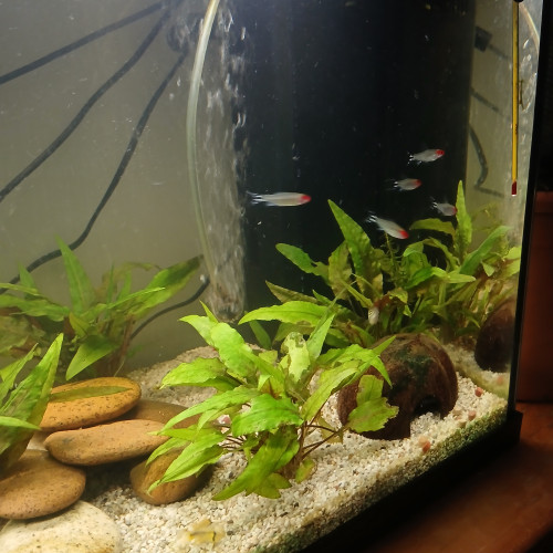 5 tetra tete de nez rouge