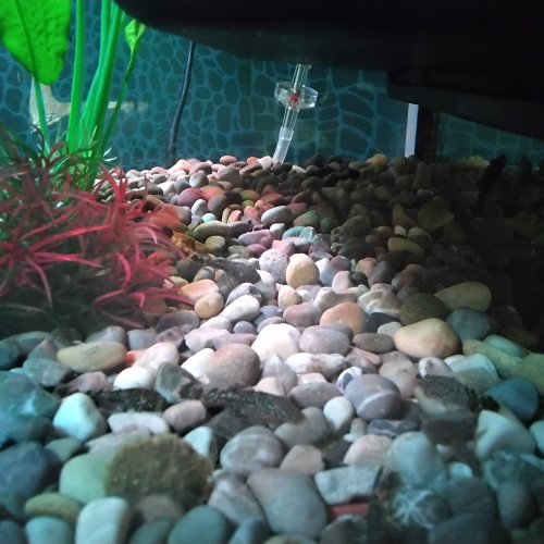 Poisson ancitrus