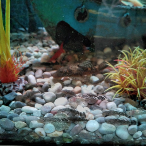 Poisson ancitrus