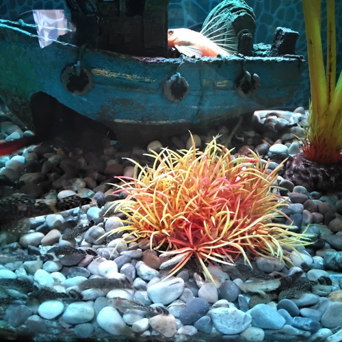 Poisson ancitrus