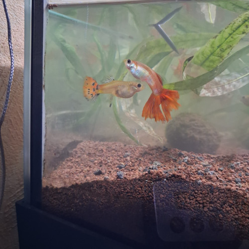 Guppy /Guppies / Guppys