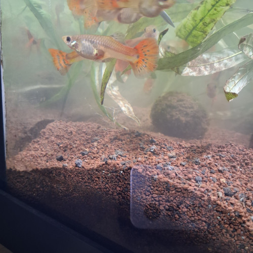 Guppy /Guppies / Guppys