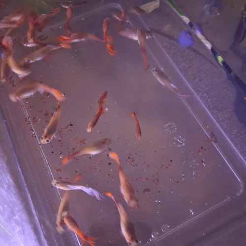 Guppy /Guppies / Guppys