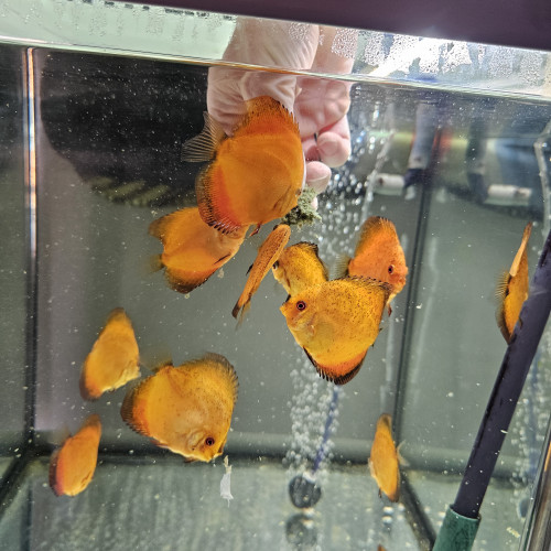 Discus Nées chez moi