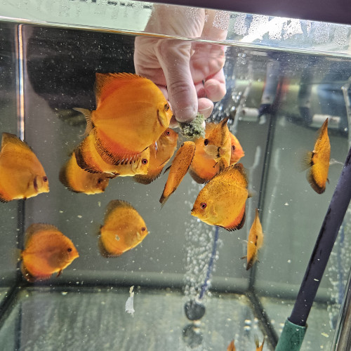 Discus Nées chez moi