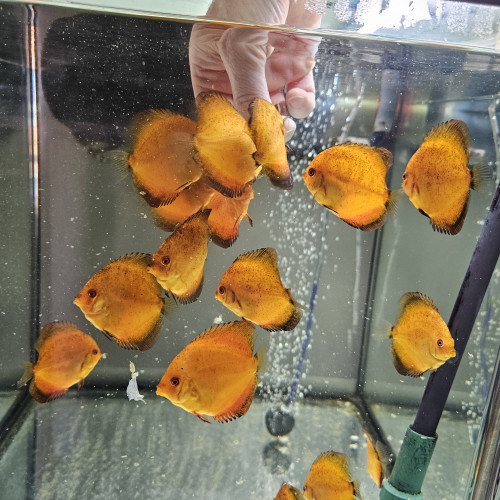 Discus Nées chez moi