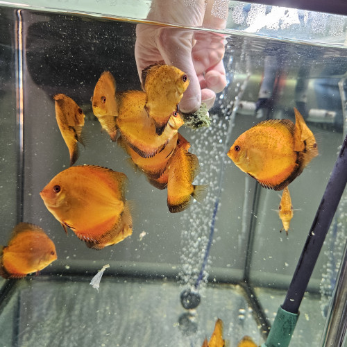 Discus Nées chez moi
