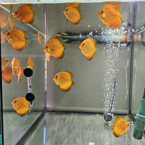 Discus Nées chez moi