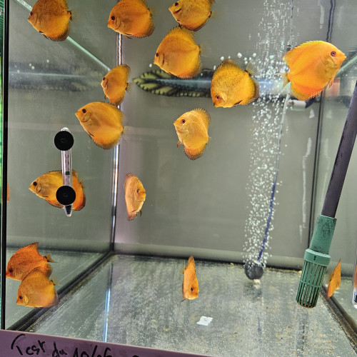 Discus Nées chez moi