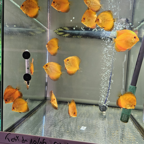 Discus Nées chez moi