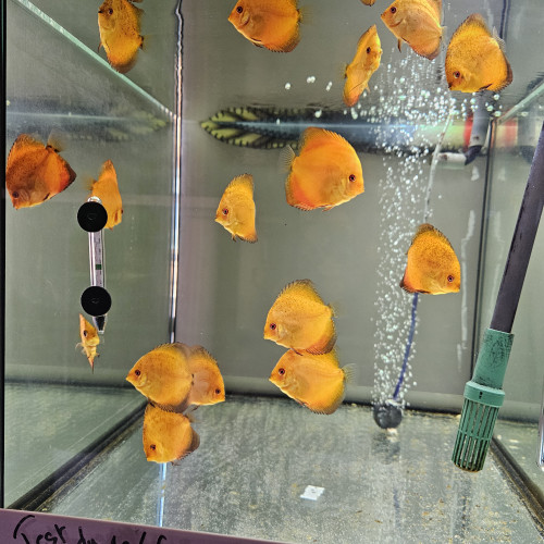 Discus Nées chez moi