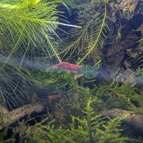 Guppy éléphant/Neocaridina/plantes