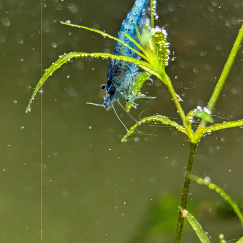 Guppy éléphant/Neocaridina/plantes