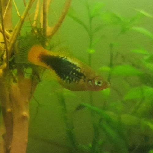 Échange platy