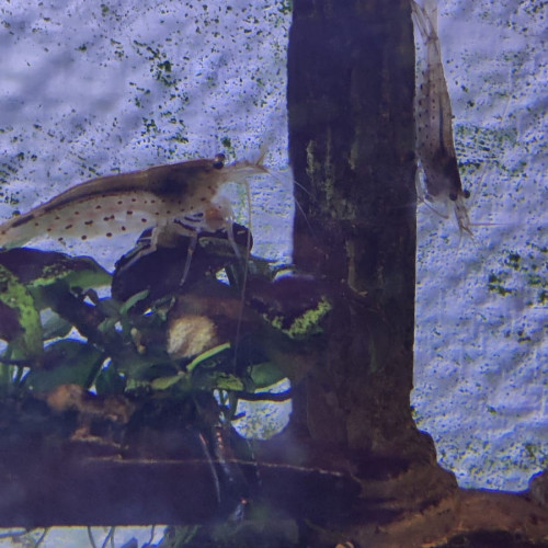 Don poisson/crevettes