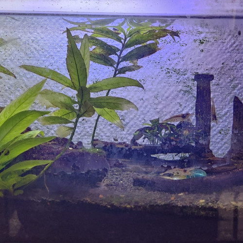 Don poisson/crevettes