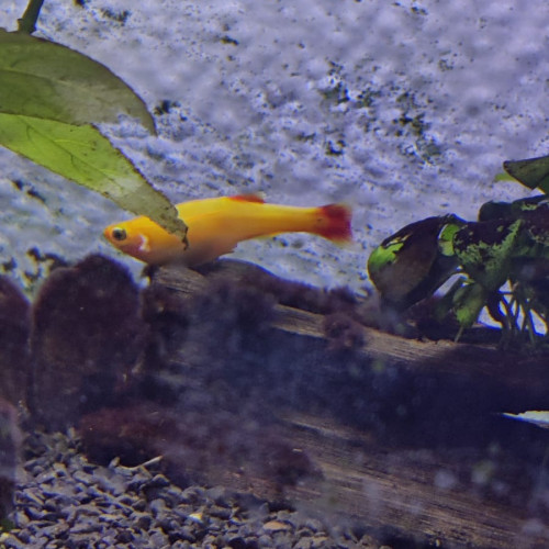 Don poisson/crevettes