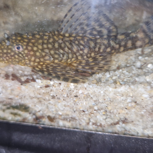 Ancistrus 5 a 8cm
