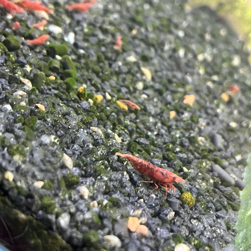 Crevette Red Sakura (Neocaridina)