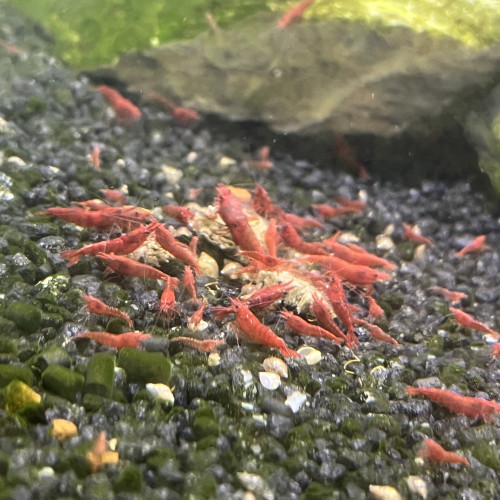 Crevette Red Sakura (Neocaridina)