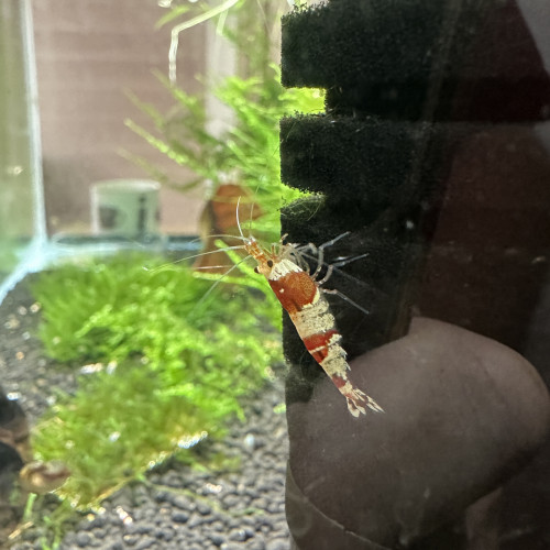 Crevettes PRL