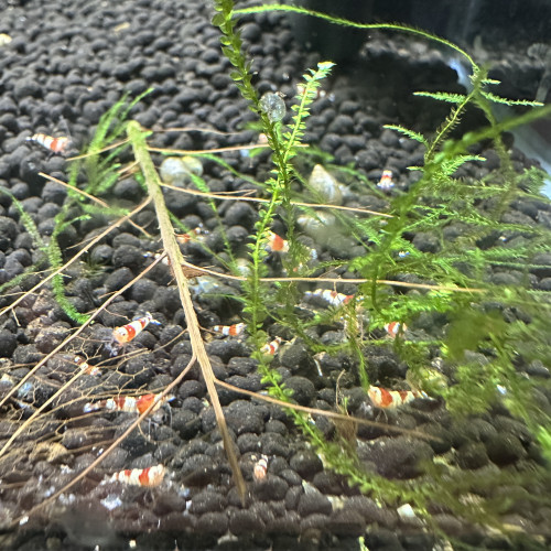 Crevettes PRL