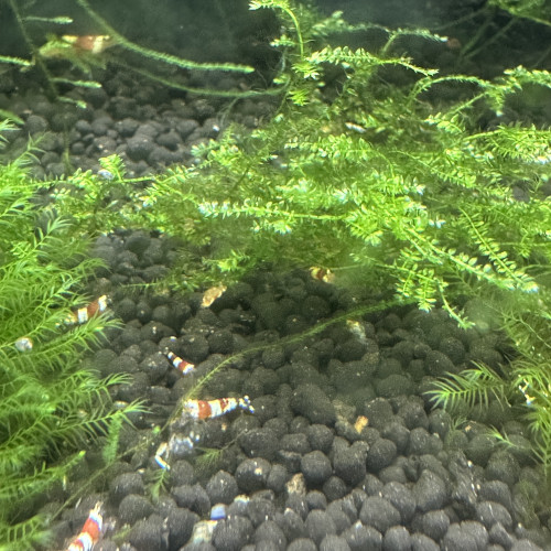 Crevettes PRL