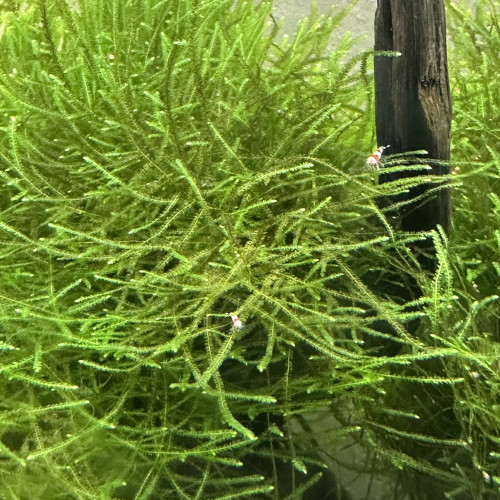 Crevettes PRL