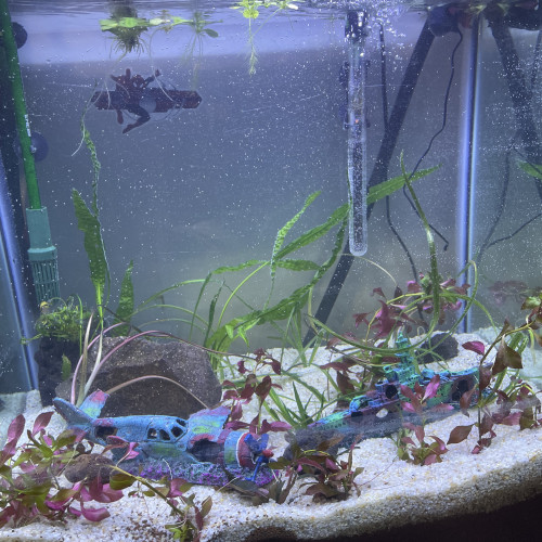 À donner poisson platy