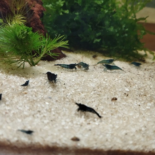 Vend crevettes neocaridina blue dream/velvet