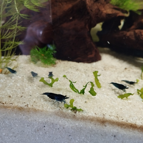Vend crevettes neocaridina blue dream/velvet