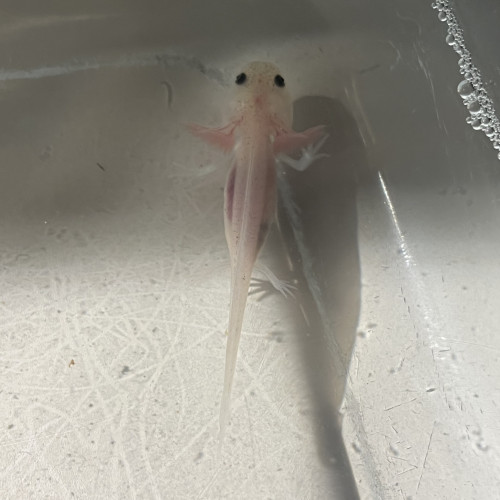 Petits axolotls