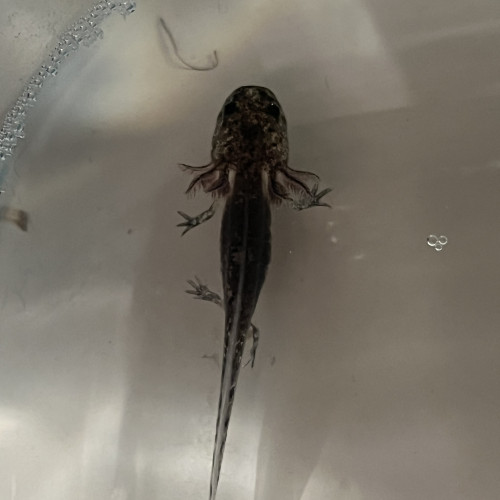 Petits axolotls