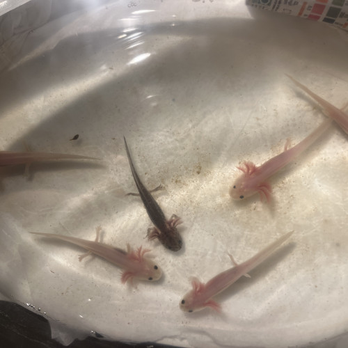 Petits axolotls