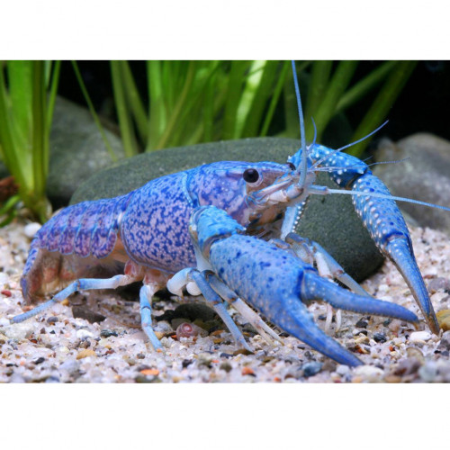Procambarus alleni Ou écrevisse bleu de Floride