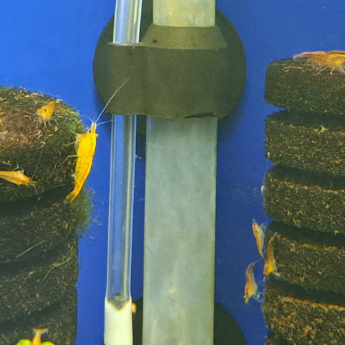 Neocaridina orange à 1.50€ l'unité