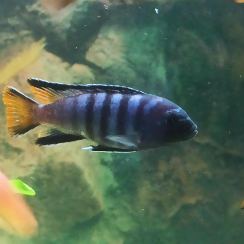 Cichlidés Malawi