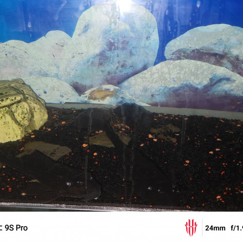 Aquarium et poissons à offrir,