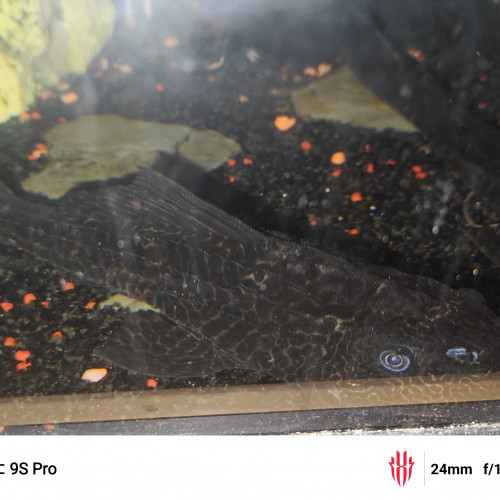 Aquarium et poissons à offrir,
