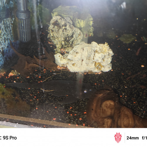 Aquarium et poissons à offrir,