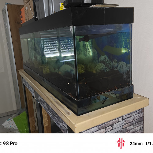Aquarium et poissons à offrir,