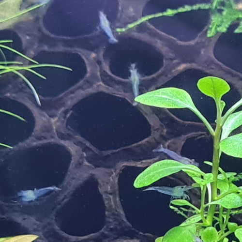 Neocaridina Blue jelly