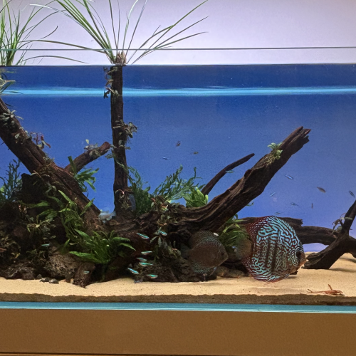 Aquarium optiwhite 300l